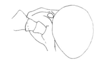 Locheuma brunneri (Scudder, 1875): Fig. 42. male, head, lateral view. (Otu).