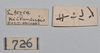 CollectionObject 1558569; 53e1fdbb-9161-455d-bcb1-b772a9e51aaa: copyright NTUC. female, data labels (syntype). (CollectionObject).;CollectionObject 1558570; bfcc2c1d-711c-4901-beb1-4a62427f0abc: copyright NTUC. female, data labels (syntype). (CollectionObject).