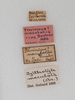 CollectionObject 1533409; dc61167e-1e82-4bd3-bd07-4237393a0a0e: labels (holotype). (CollectionObject).