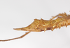 CollectionObject 1560170; de399ee7-cbd9-439e-b8bd-519dfa409c9a: copyright ZMB, Berlin. female: end of abdomen, lateral view (paratype). (CollectionObject).;CollectionObject 1560171; 6fe922f3-00ce-49b8-8c8d-d54cf351e780: copyright ZMB, Berlin. female: end of abdomen, lateral view (paratype). (CollectionObject).