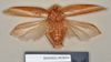 Apsidopis oxyptera (Walker, 1868): Holotype, unsexed, ventral. BMNH(E)#878056. (Otu).