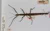 CollectionObject 1556965; fa263be2-d136-4231-9497-c51871243eff: copyright MONZ, New Zealand. female of synonym Acanthoxyla speciosa (holotype). (CollectionObject).