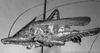Podacanthophorus alas Naskrecki, 2000: male habitus, lateral view (paratype). (Otu).