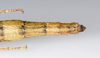 CollectionObject 1590189; 05bcff16-7f04-4c4e-ae04-145c53476550: copyright USNM, Washington. female end of abdomen, dorsal view (paratype). (CollectionObject).;CollectionObject 1590190; ab173c49-77dc-406d-88c5-2e88b64a208f: copyright USNM, Washington. female end of abdomen, dorsal view (paratype). (CollectionObject).