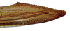 Second valvula of ovipositor on Pseudocostanana flavina (DeLong & Freytag, 1972): Female specimen [DZUP]: apical portion of second valvula, lateral view. (Observation).