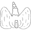 Anal tube processes: !! display not done !! on Scaphoideus (Scaphoideus) festivus Matsumura, 1902: Anal tube process, ventrocaudal view. (Observation).
