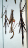CollectionObject 1558604; 926895c9-7be4-4c68-b2ac-c48c74edc28f: copyright NMW, Vienna. male (syntype) [centre]. (CollectionObject).;CollectionObject 1558605; 8e8ce501-1cd2-4740-90e6-61494de6d88f: copyright NMW, Vienna. male (syntype) [centre]. (CollectionObject).
