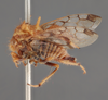 Habitus, lateral view on Cyphonia braccata (Germar, 1835): (Observation).