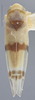 Habitus, dorsal view on Empoa (Empoa) scripta (McAtee, 1919): Dorsal. (Observation).