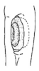Callimenellus beybienkoi Gorochov & Voltshenkova, 2005: Fig. 12. ear in foretibia (male). (Otu).