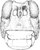 Phrynotettix robustus robustus (Bruner, 1889): Fig. 328. male, head, facial view. (Otu).