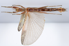 CollectionObject 1590155; 99ee21b4-bf79-42a3-ac15-8cafb04d2655: copyright ZSMC, Munich. male, ventral view (holotype). (CollectionObject).