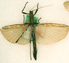 CollectionObject 1561305; 748f04d0-8afc-4c65-9214-b81fefd47b1c: copyright RMNH, Leiden. female of synonym Presbistus ridleyi (paralectotype). (CollectionObject).;CollectionObject 1561306; e37fb705-f97c-4ff0-be61-e277d9866cb6: copyright RMNH, Leiden. female of synonym Presbistus ridleyi (paralectotype). (CollectionObject).