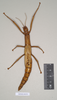 CollectionObject 1559744; 6d4dd64e-e290-4b65-838e-4d78707a72fd, NHMUK(SF IMPORT DUPLICATE) 845073-845074: copyright Natural History Museum, London. female (paralectotype). (CollectionObject).