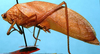 Arota panamae (Hebard, 1927): male, lateral view (paratype). (Otu).