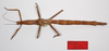 CollectionObject 1558906; 65d4756d-1731-447c-ad04-659534a17e15: copyright MHNG, Geneva. female (holotype). (CollectionObject).