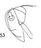 Head: (Observation).