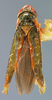 Habitus, dorsal view on Coronigoniella partita Young, 1977: Holotype. (Observation).