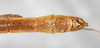 CollectionObject 1557510; ed9a1bd7-9c22-4906-add0-e9aa3b3aa129: copyright NMW, Vienna. male: end of abdomen, ventral view (lectotype). (CollectionObject).