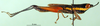CollectionObject 1500294; 50b27502-cb62-4eb7-b530-c9e88f376ba9: male, lateral view (paratype). (CollectionObject).