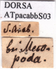 CollectionObject 1538372; 61110a8a-7b3b-4236-9cf8-2f0ef36dd92c: labels (syntype). (CollectionObject).
