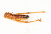 CollectionObject 1475074; 9ab5ff0e-bb65-4496-b256-1ca1dca28b90: male, dorsal view (holotype). (CollectionObject).