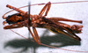CollectionObject 1503287; MBBJ 3224154, 2bd0fb8b-515a-4bd8-8603-ca5d25a06b2b: male, lateral view. (CollectionObject).