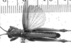CollectionObject 1574948; 04446631-d9b2-43fd-857e-ef83909b5894: male, dorsal view. (CollectionObject).