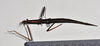 CollectionObject 1558568; NTUC 732, c9758454-56c2-43fd-92c2-00b2d31b54ab: copyright NTUC. female, ventral view (holotype). (CollectionObject).
