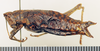 CollectionObject 1518510; bbb528b1-c969-4a8c-a2a2-1a514c2bf17e: female, lateral view (holotype). (CollectionObject).