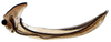 Ovipositor on Achaeticina Emeljanov, 1962: Achaetica anabasidis, 1st valvula (INHS). (Observation).