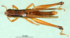 CollectionObject 1501407; 5614a38c-0c2e-49f1-9ea3-a74dc92d610b, DORSA BA000100S01: male, dorsal view (holotype). (CollectionObject).
