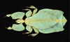 Pulchriphyllium giganteum (Hausleithner, 1984): copyright Montreal Insectarium. female, Comeron Highlands, identified by R. Cumming (no type). (Otu).