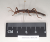 CollectionObject 1557071; NHMUK(SF IMPORT DUPLICATE) 845248, 2fc4d996-1629-428d-9b69-6debb66cadc3: copyright Natural History Museum, London. male, lateral view of Anisomorpha paromalus (lectotype). (CollectionObject).