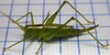 Tettigoniopsis forcipicercus Yamasaki, 1982: female habitus, dorso-lateral view. (Otu).