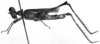 CollectionObject 1532643; a402fc34-5d9a-4937-b918-95638f1571ed: Image Carbonell, C.S. female, lateral view (syntype of Mastax semicaecus). (CollectionObject).