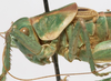 CollectionObject 1527088; cb52e0e0-0be1-424a-9374-e3b3a4b32268: male pronotum, lateral view (holotype). (CollectionObject).