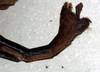 CollectionObject 1558267; 7a2e2ca5-789b-4633-83a5-cb92a0bad8a7: copyright NMW. male: end of abdomen, lateral view (syntype). (CollectionObject).