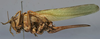 female, lateral view (holotype of Tettigonia longealata). Depicts CollectionObject 1539809; ef41b6e2-a6df-478b-80bd-3eb0c35b0235, a CollectionObject.