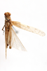 CollectionObject 1592220; d311612c-fb1f-468b-b0d5-f6ac62b4c92f: male, dorsal view (syntype). (CollectionObject).