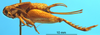 CollectionObject 1505324; 5703e2a4-16c8-4870-bec7-b41e7b232a14: female, lateral view (syntype). (CollectionObject).