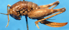 CollectionObject 1575886; 7a942671-95cc-46f3-8865-1cefc91a5e20, DORSA D026SF01: female, lateral view. (CollectionObject).