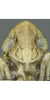 Head on Arocephalus (Arocephalus) languidus (Flor, 1861): Face. (Observation).