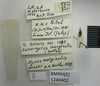 CollectionObject 1595414; 1f4debf9-4389-40c1-9219-fa68d90fb692: Nysius marginalis. Syntype. (BMNH) - (CC BY-NC 4.0) Photo by Stuart Cole, reproduced with permission from the Natural History Museum, London, UK. (CollectionObject).