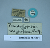 Copyright NHM, London. Syntype of Pseudoglomeris magnifica, data labels. Depicts CollectionObject 1552824; NHMUK(SF IMPORT DUPLICATE) BMNH(E) 876514, eb1c8b59-0379-495e-8297-f820766c55e3, a CollectionObject.
