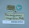 CollectionObject 1552824; NHMUK(SF IMPORT DUPLICATE) BMNH(E) 876514, eb1c8b59-0379-495e-8297-f820766c55e3: Copyright NHM, London. Syntype of Pseudoglomeris magnifica, data labels. (CollectionObject).