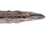 CollectionObject 1560433; 8f504723-d8f8-4d37-b855-5841d775d064: copyright ZMUH, Hamburg. female: end of abdomen, dorsal view of synonym Parapygirhynchus catenatus (lectotype). (CollectionObject).