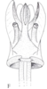 Cixidia (Epiptera) mersinica (Dlabola, 1987): (Otu).