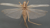 CollectionObject 1505628; 2d45954f-4cc4-4e82-90e5-59fa5ea78942: female, dorsal view (holotype). (CollectionObject).