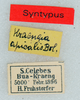 CollectionObject 1506105; 412e75db-59ab-4421-982b-eac528b7c028: labels (syntype). (CollectionObject).